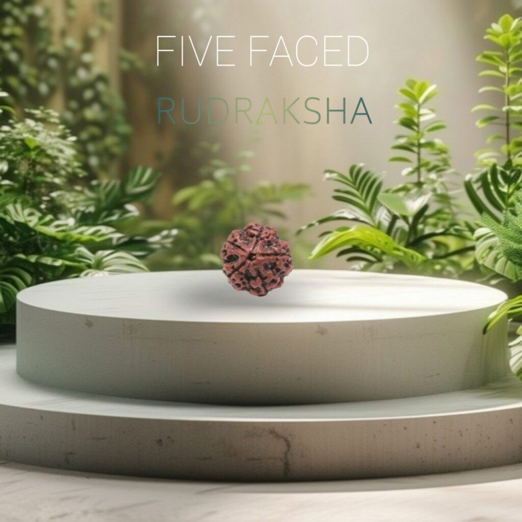 Original 5 mukhi Neplai rudraksha