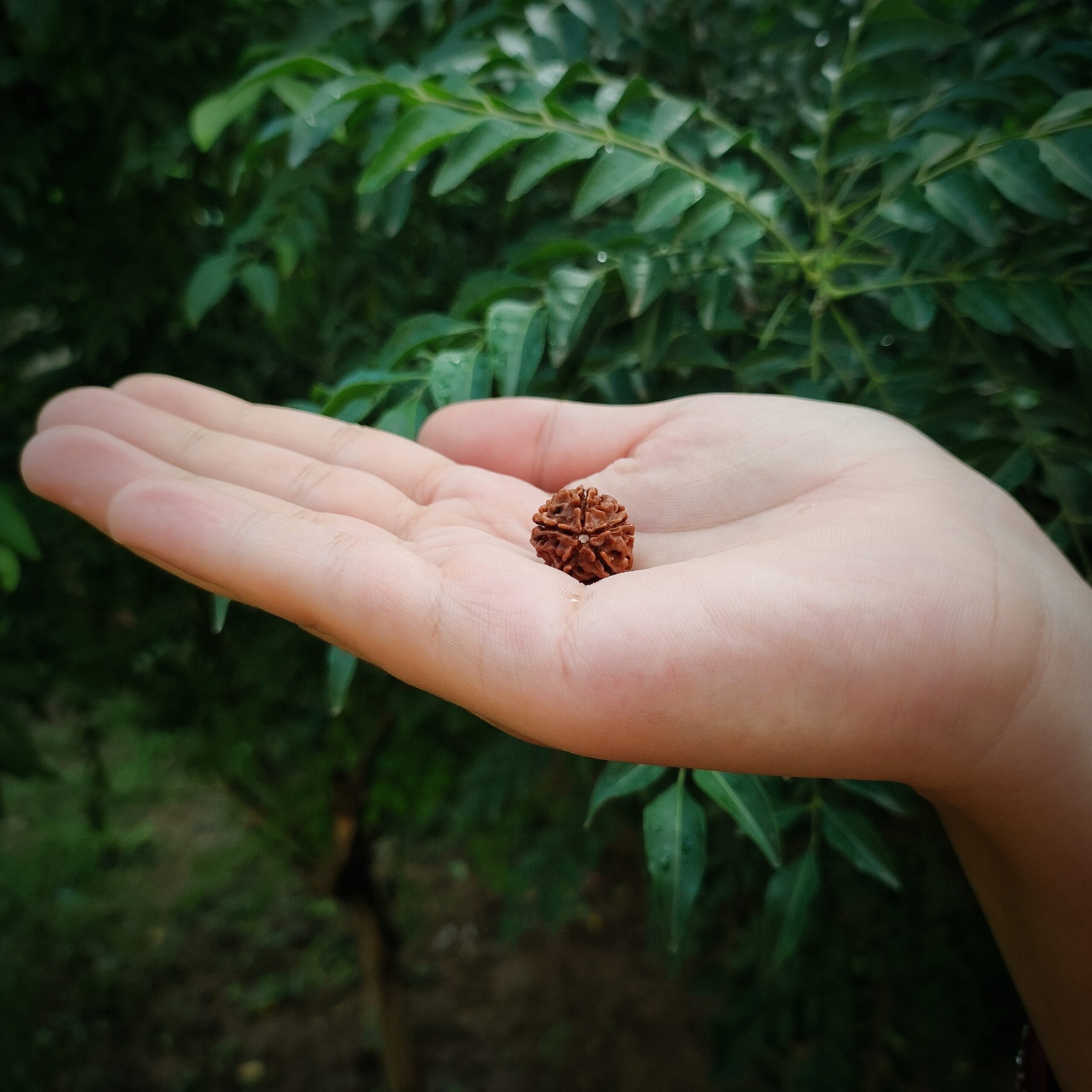Certified 5 Mukhi Rudraksha 100% Natural with Lab Test Certificate Original 5 mukhi Neplai rudraksha
