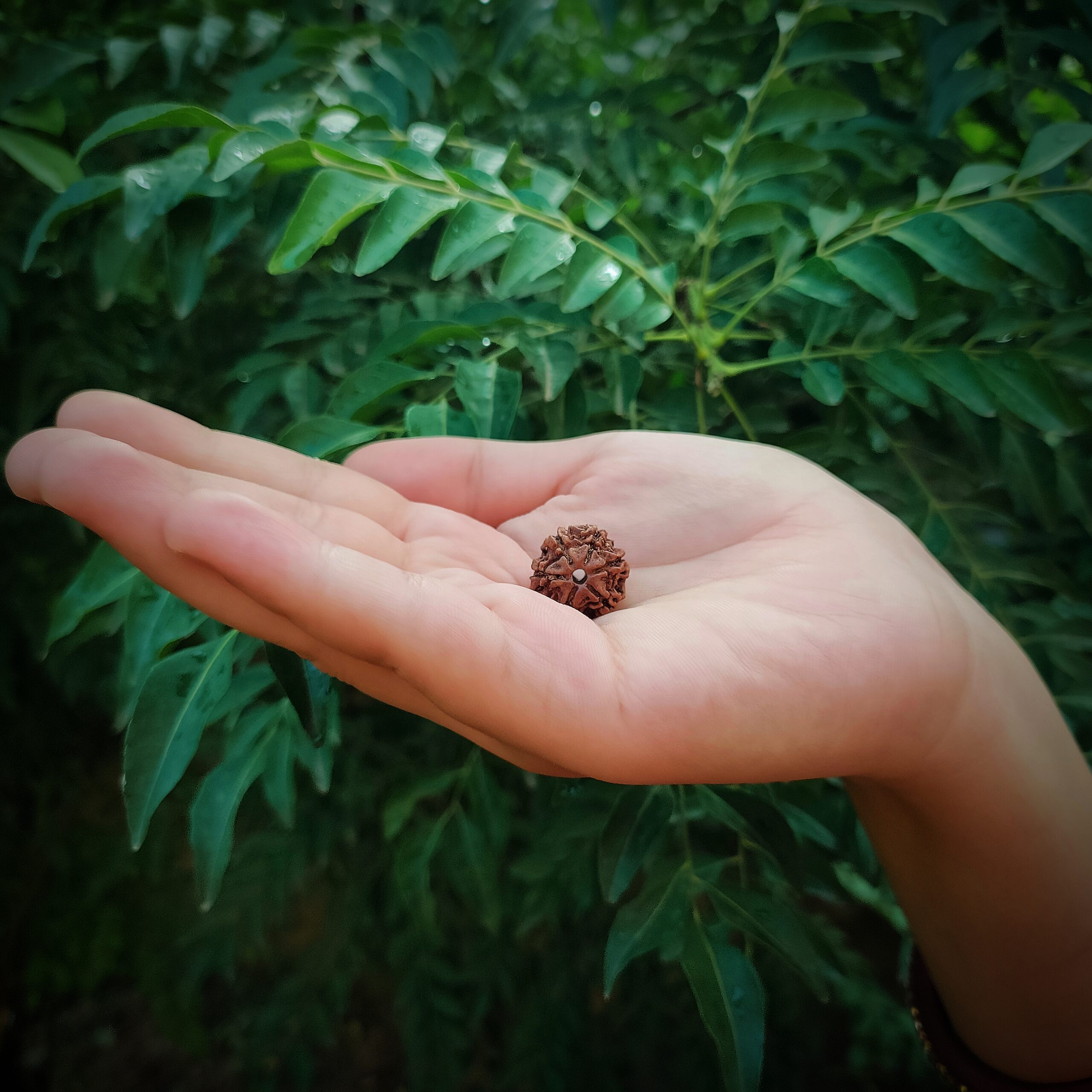 Certified 6 Mukhi Rudraksha 100% Natural with Lab Test Certificate Original 6 mukhi Neplai rudraksha