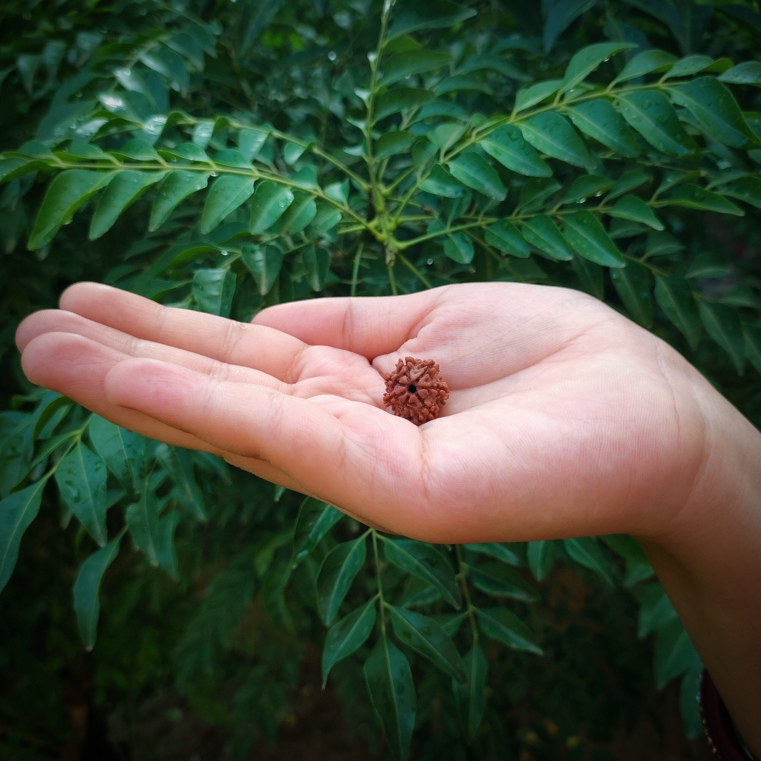 Certified 7 Mukhi Rudraksha 100% Natural with Lab Test Certificate Certified 7 Mukhi Rudraksha 100% Natural with Lab Test Certificate - Image 2