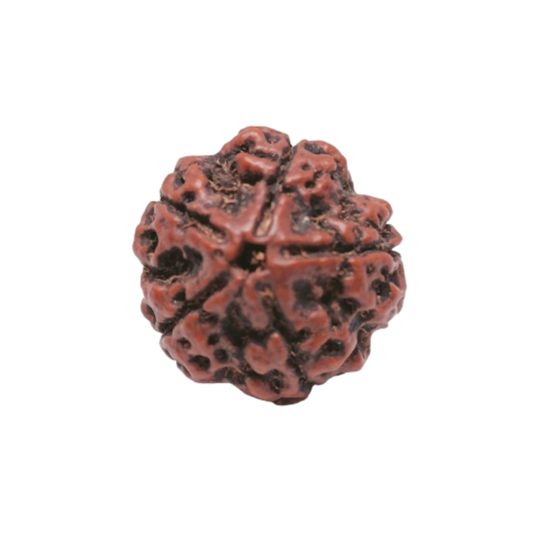 Certified 5 Mukhi Rudraksha 100% Natural with Lab Test Certificate Original 5 mukhi Neplai rudraksha