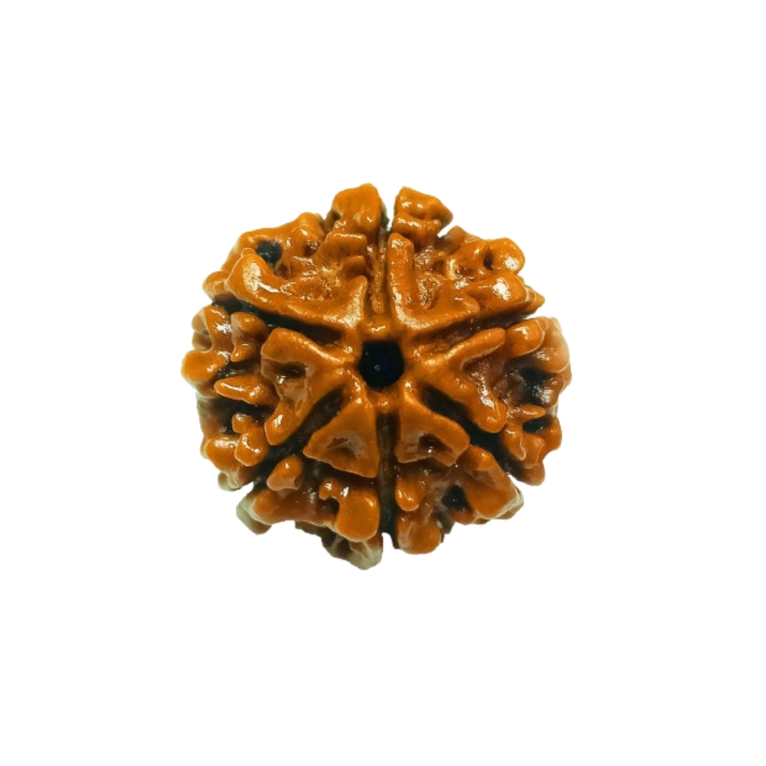 Certified 6 Mukhi Rudraksha 100% Natural with Lab Test Certificate Original 6 mukhi Neplai rudraksha