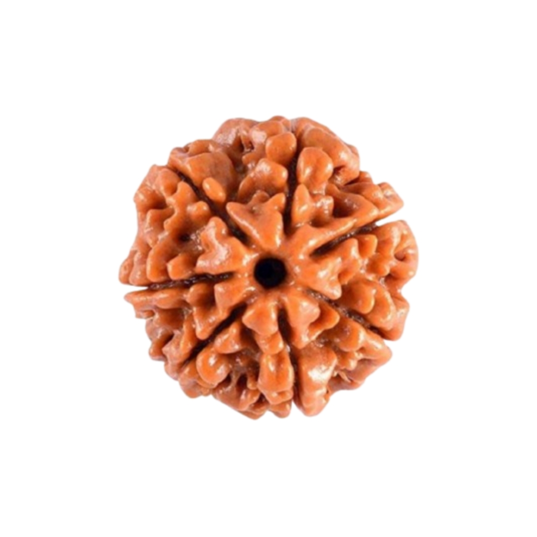 Certified 7 Mukhi Rudraksha 100% Natural with Lab Test Certificate Original 7 mukhi Neplai rudraksha