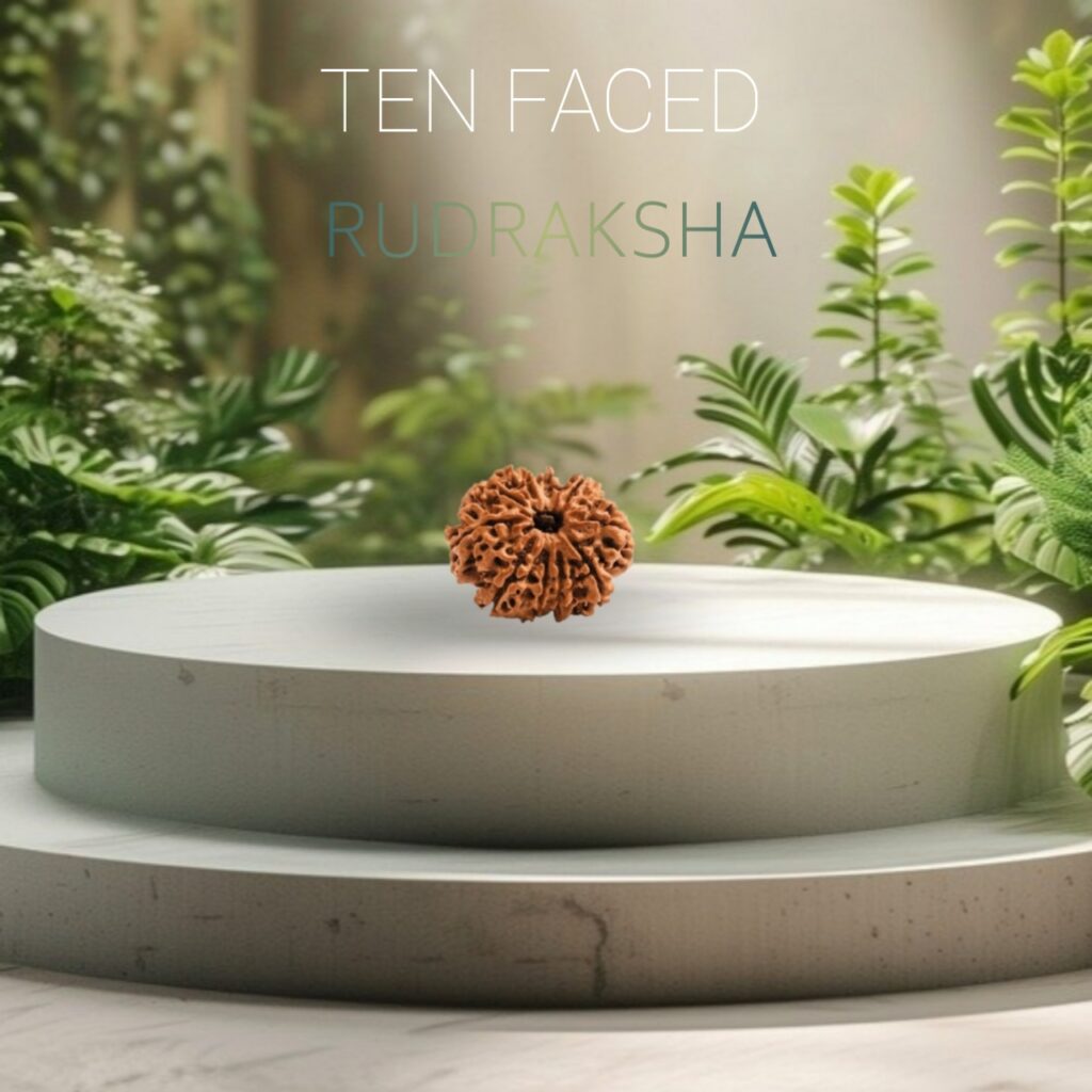 Original 10 mukhi Neplai rudraksha