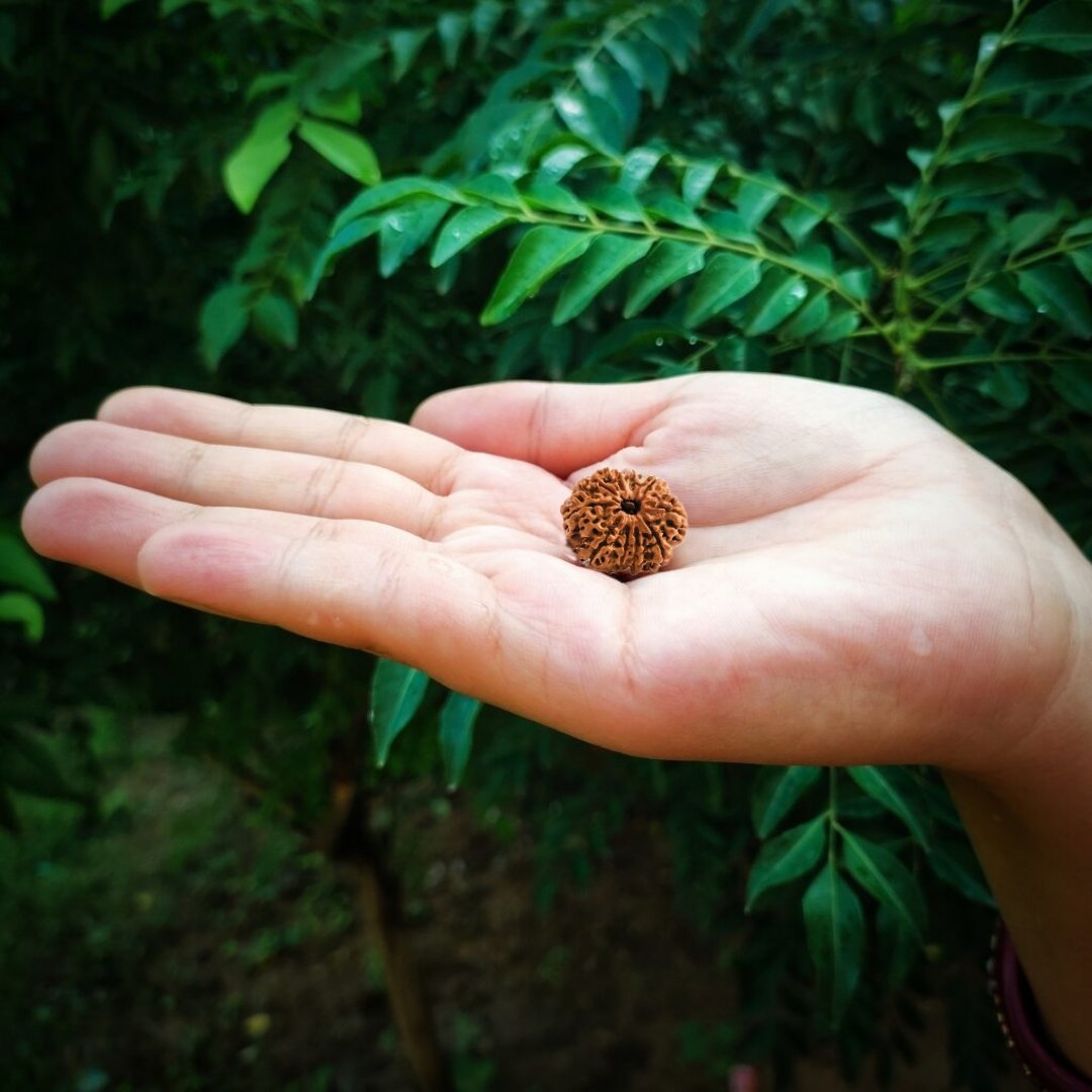 10 Mukhi Origional Rudraksha