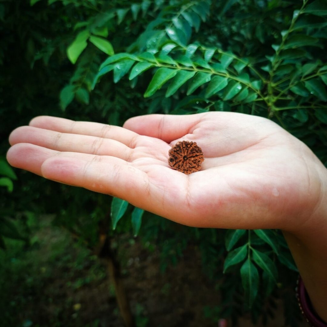 8 Mukhi Origional Rudraksha