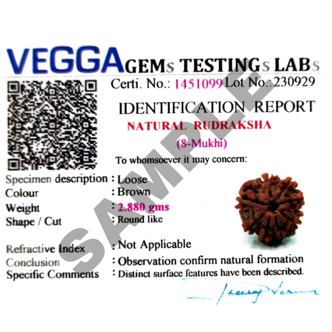 Certified 8 Mukhi Rudraksha 100% Natural with Lab Test Certificate 8 Mukhi Origional Rudraksha