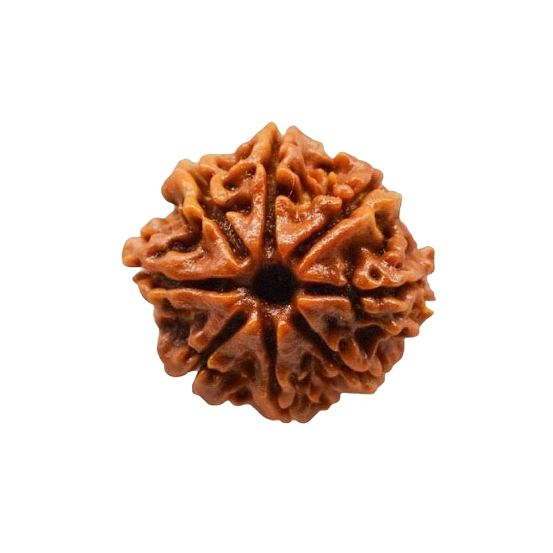 Certified 8 Mukhi Rudraksha 100% Natural with Lab Test Certificate Original 8 mukhi Neplai rudraksha