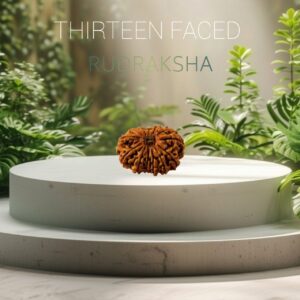 Certified 13 Mukhi Rudraksha 100% Natural with Lab Test Certificate Original 13 mukhi rudraksha