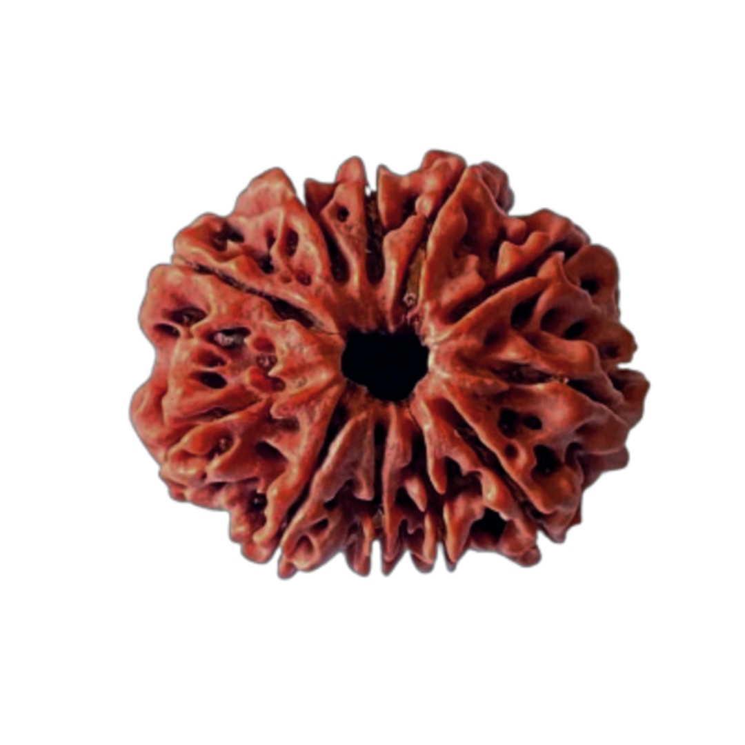 Certified 11 Mukhi Rudraksha 100% Natural with Lab Test Certificate 11 Mukhi Nepali Rudraksha