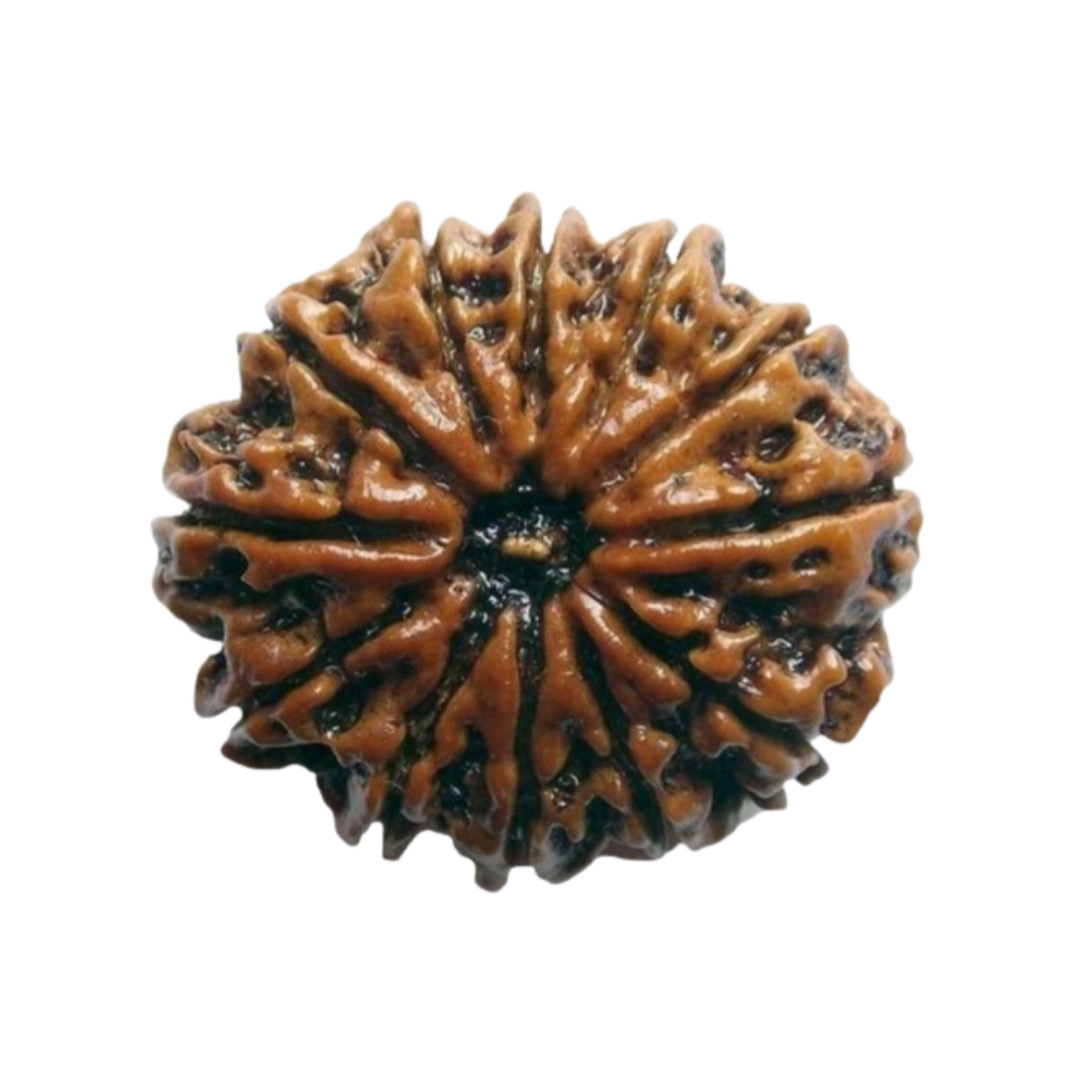 Certified 12 Mukhi Rudraksha 100% Natural with Lab Test Certificate 12 Mukhi Nepali Rudraksha