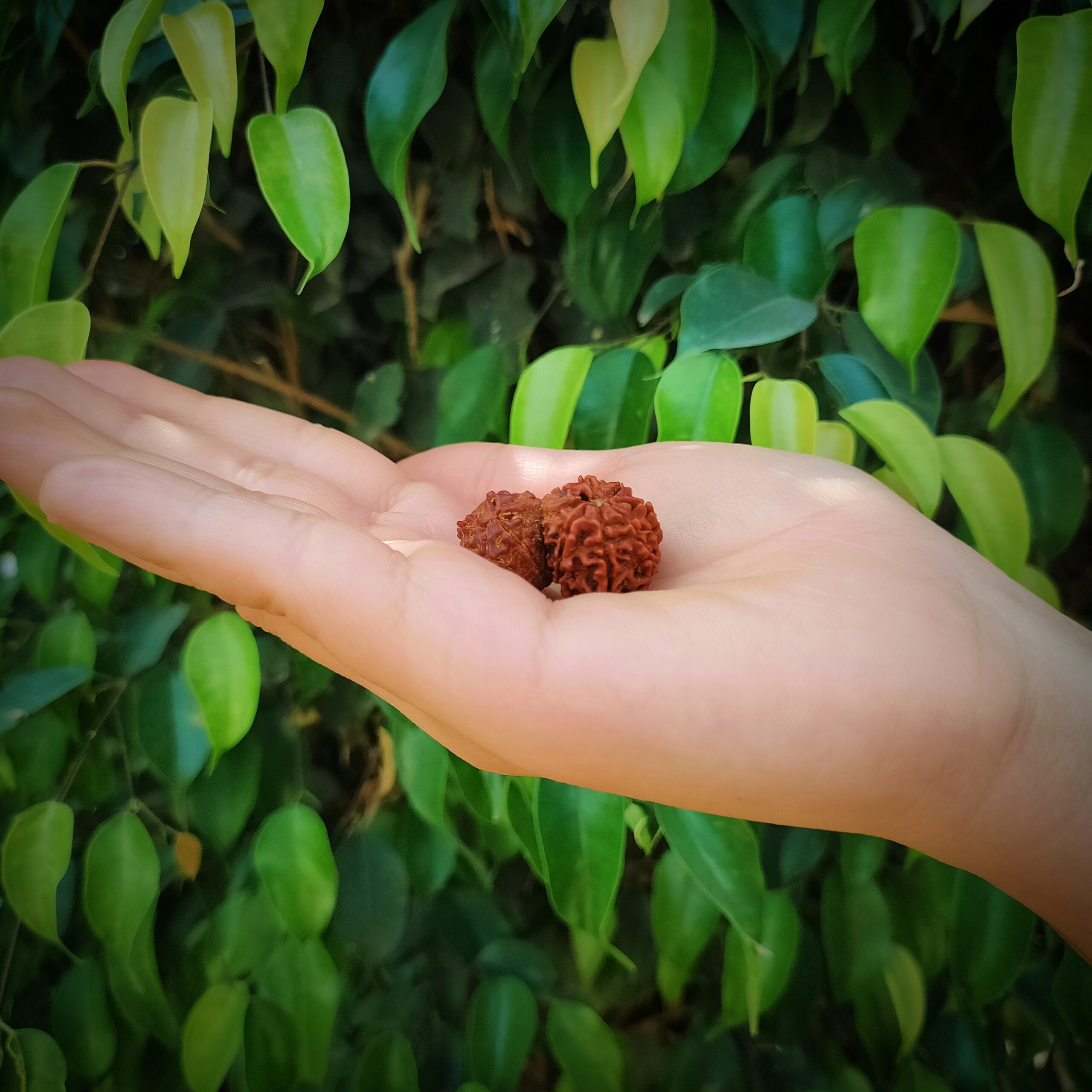 Certified Gauri Shankar Rudraksha 100% Natural with Lab Test Certificate gauri shankar rudraksha