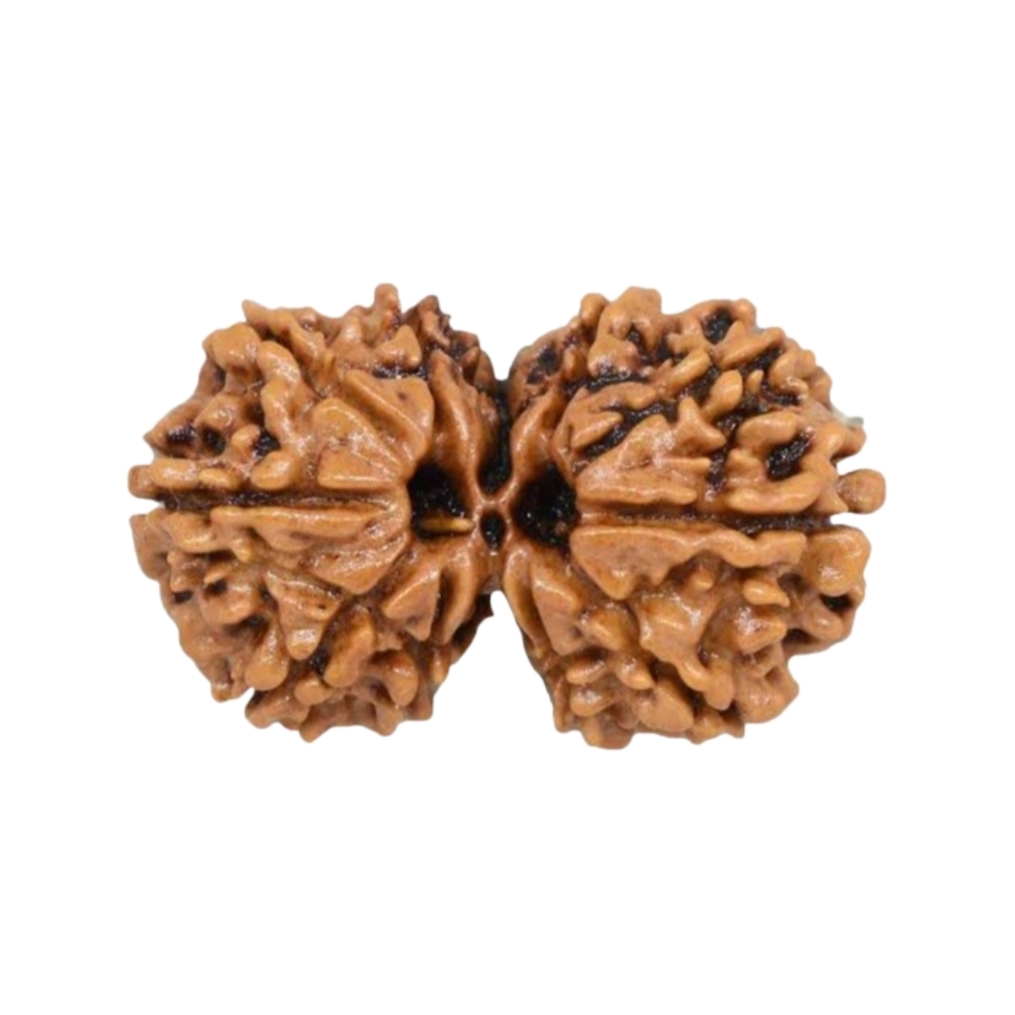 Certified Gauri Shankar Rudraksha 100% Natural with Lab Test Certificate Original Nepali gauri Shankar Rudraksha