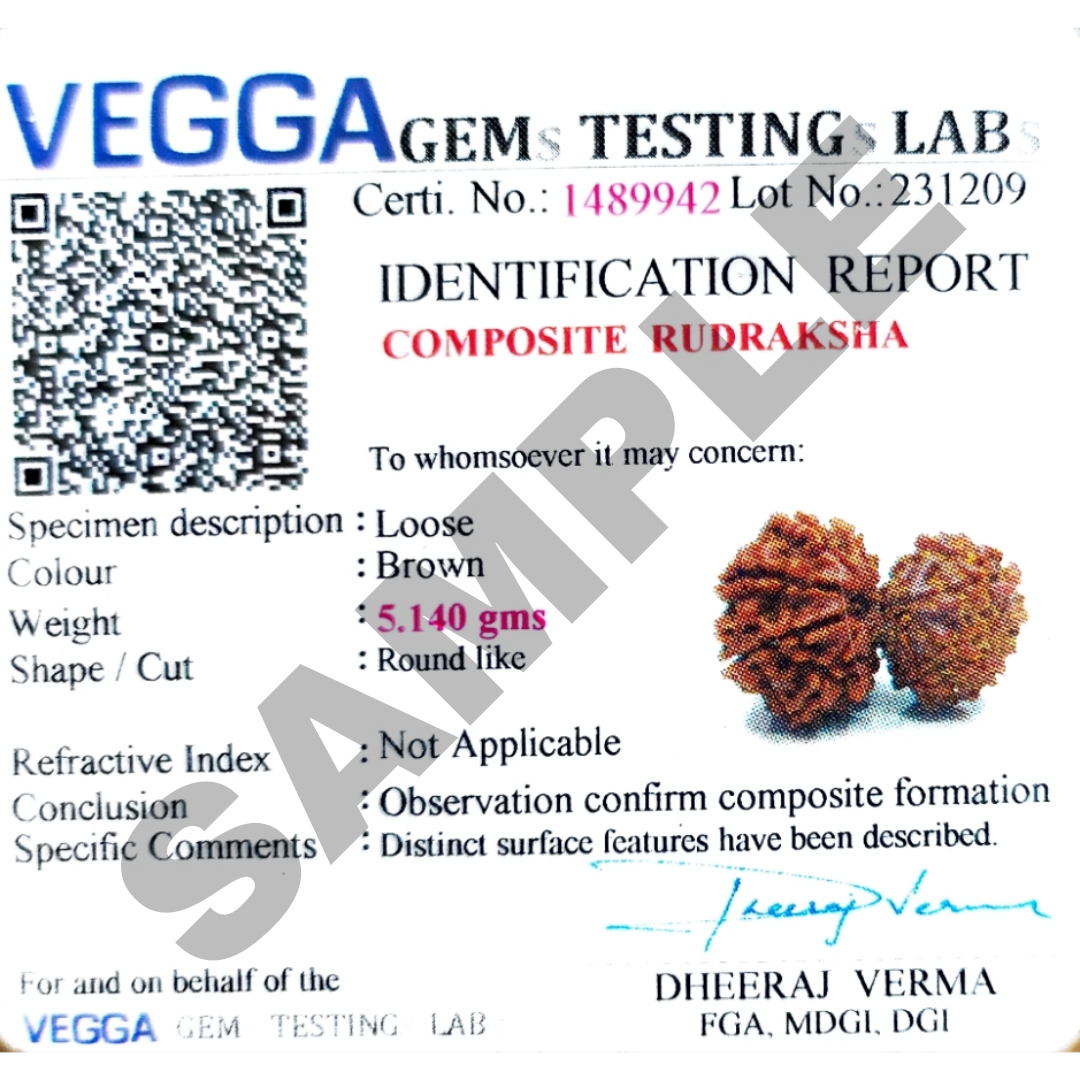 Certified Gauri Shankar Rudraksha 100% Natural with Lab Test Certificate gauri shankar rudraksha