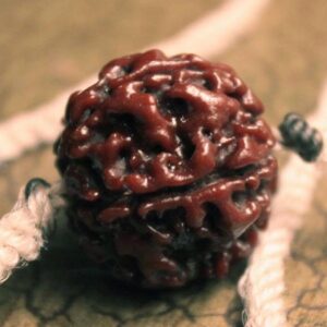 Rudraksha